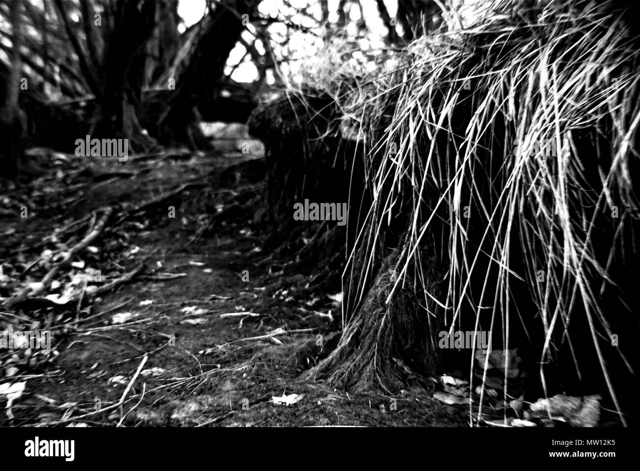 Di animale in vista del suolo della foresta Foto Stock