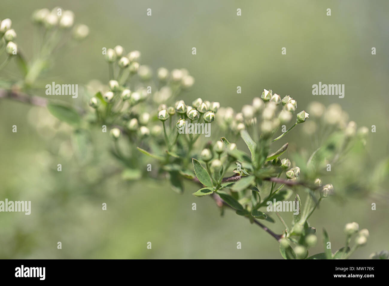 Ramo con boccioli spirea close up. Blured sfondo verde, il fuoco selettivo Foto Stock