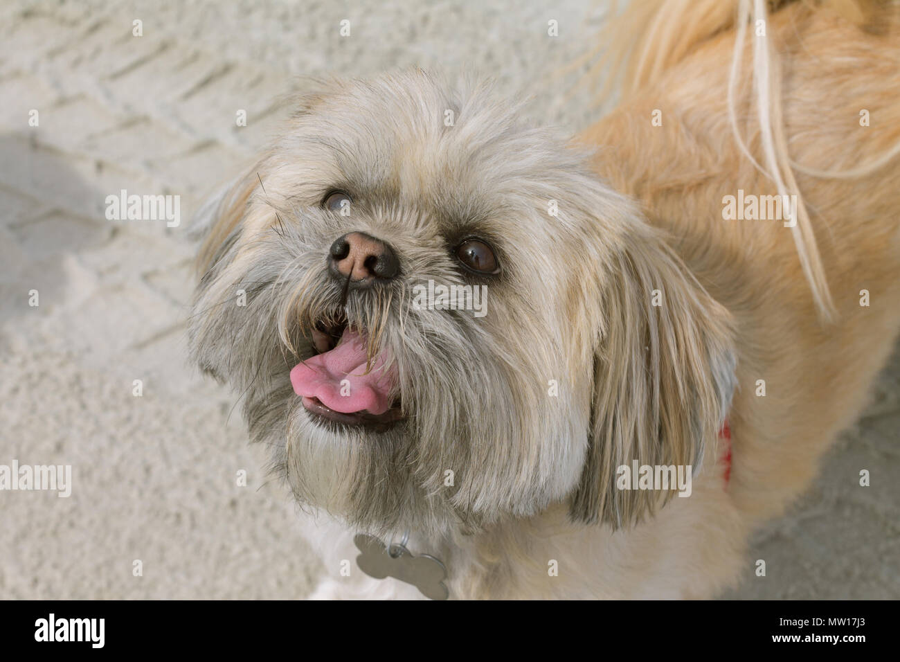 Carino bianco e tan cane Shitzu cercando fino alla fotocamera godendo il tempo in spiaggia Foto Stock