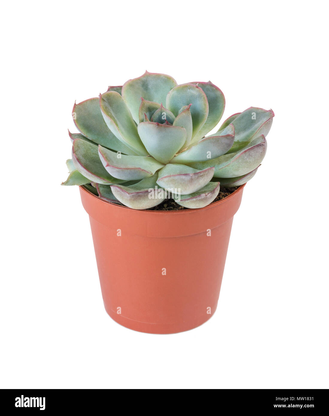 Blu-verde impianto indoor echeveria succulente in vaso in plastica isolato su sfondo bianco Foto Stock