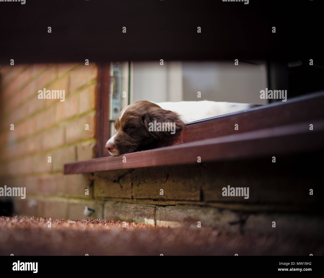 A dieci settimane vecchio cucciolo English Springer spaniel che è caduto addormentato in appoggio su un al di fuori del telaio della porta. Foto Stock