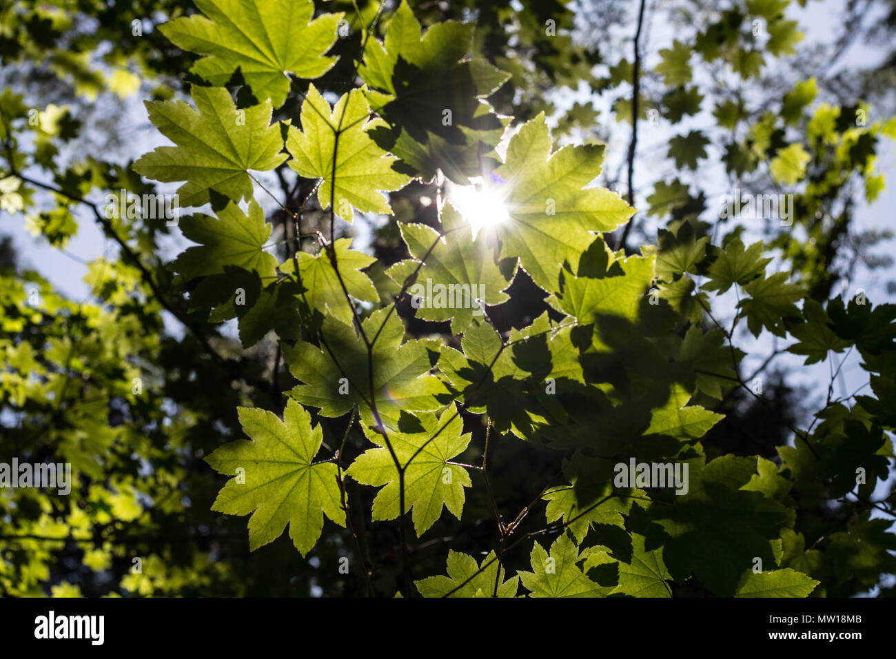 Vite di acero creep verso la luce del sole in una densa foresta di Marion forche, Oregon Foto Stock