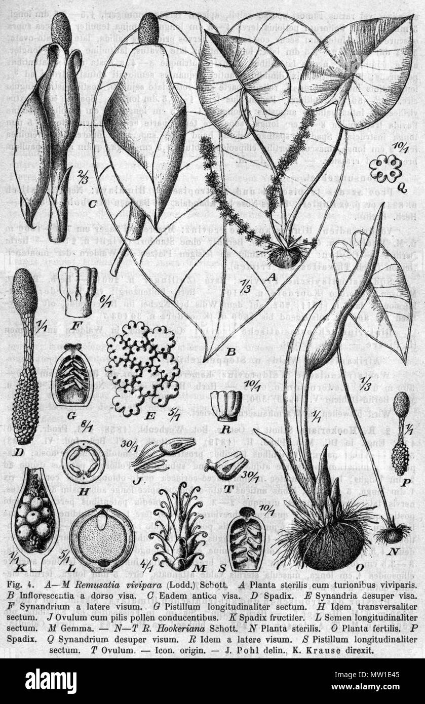 . Inglese: Remusatia vivipara disegno botanico da Das Pflanzenreich . 1920. Disegno: Pohl (d. 1939) in Das Pflanzenreich di Engler (d. 1930) 516 Remusatia vivipara Pflanzenreich Foto Stock