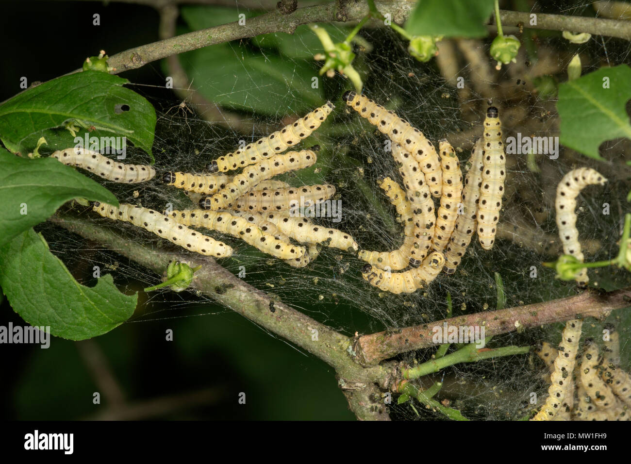 I bruchi del mandrino europeo spirito tarma (Yponomeuta cagnagella) nel loro web sull'arbusto (Euonymus europaeus) Foto Stock