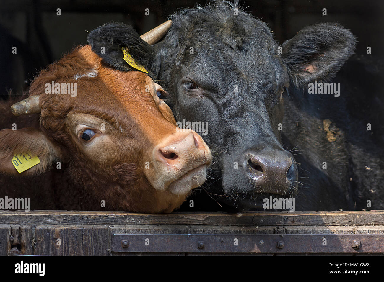 Limousin bovini e Angus-Cattle cercando curiosamente fuori della porta del granaio, Baviera, Germania Foto Stock