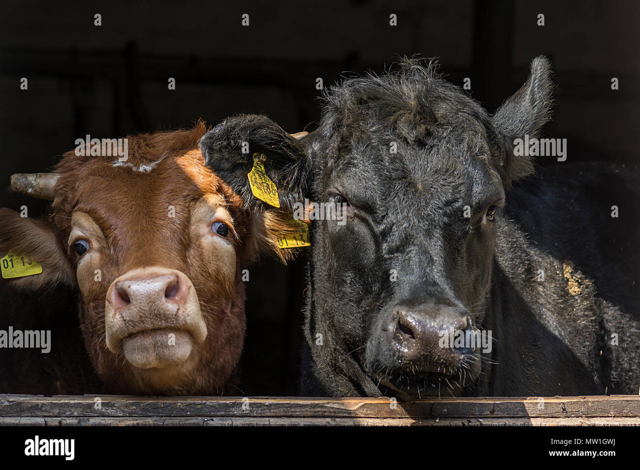 Limousin bovini e Angus-Cattle cercando curiosamente fuori della porta del granaio, Baviera, Germania Foto Stock