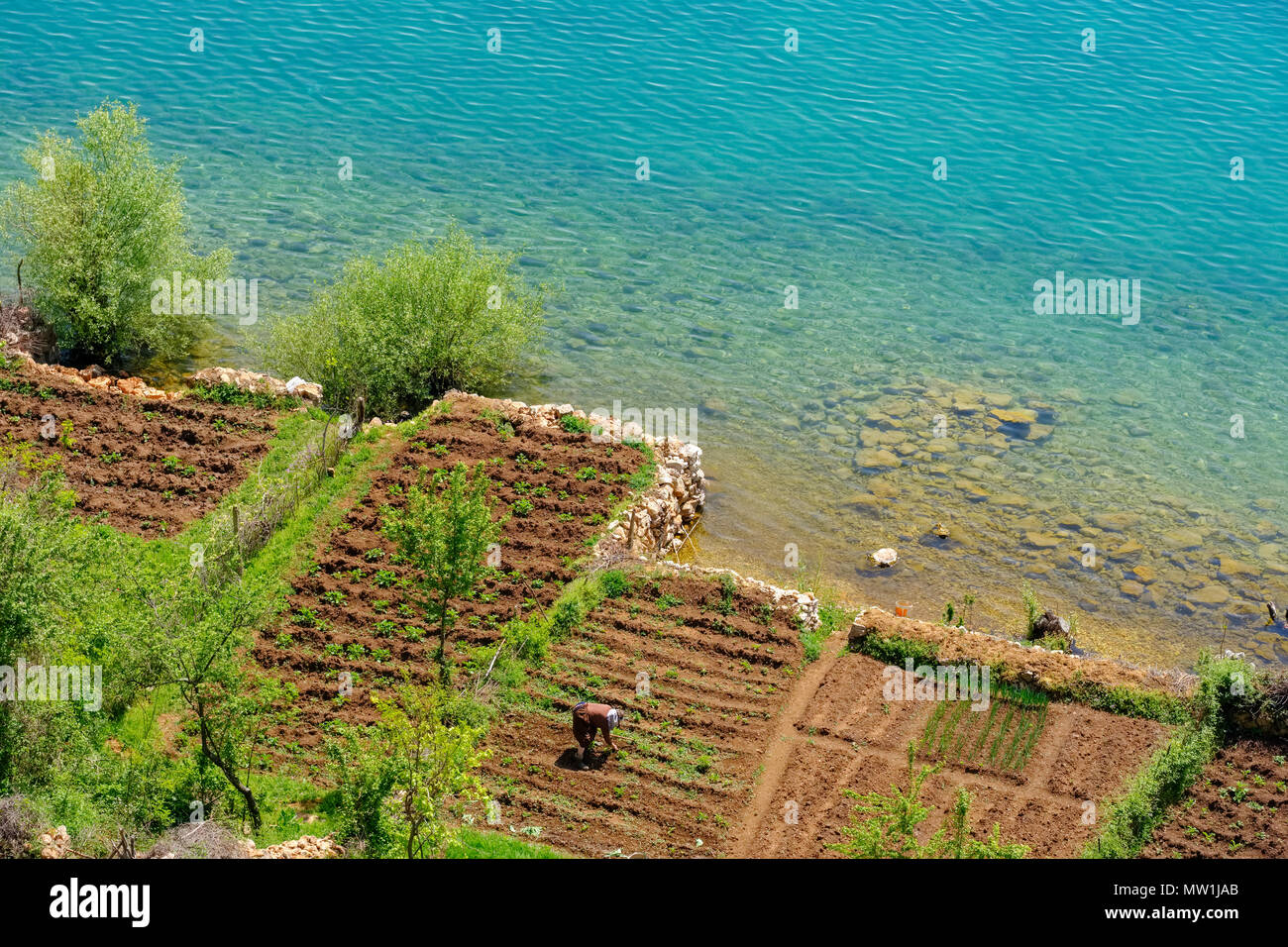 Piccoli campi coltivati sulla riva del lago, l'agricoltura, il lago di Ohrid vicino a Lin, Korca regione, Albania Foto Stock