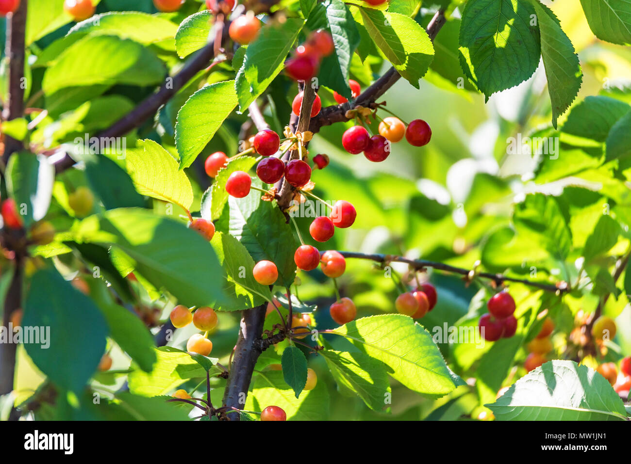 Ciliegie acerbe bacche sui rami di Prunus avium Foto Stock
