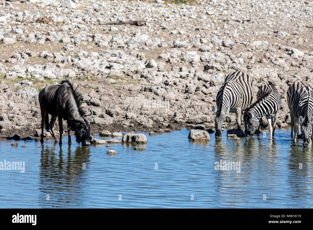 Il Parco Nazionale di Etosha, Namibia, Africa Foto Stock