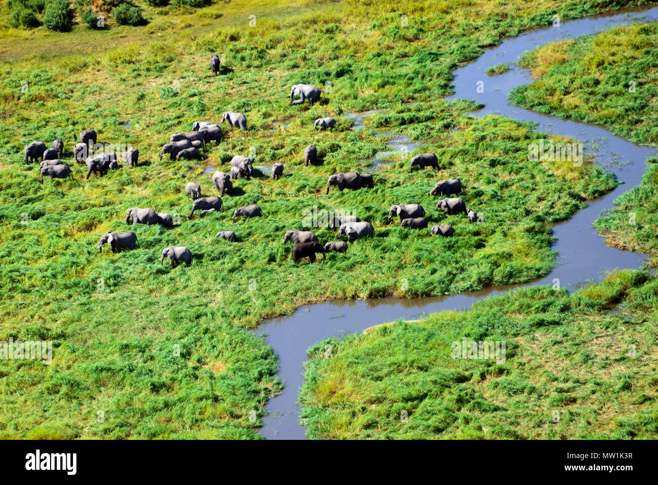 Vista aerea, branco di elefanti in Okavango Delta, Botswana Foto Stock
