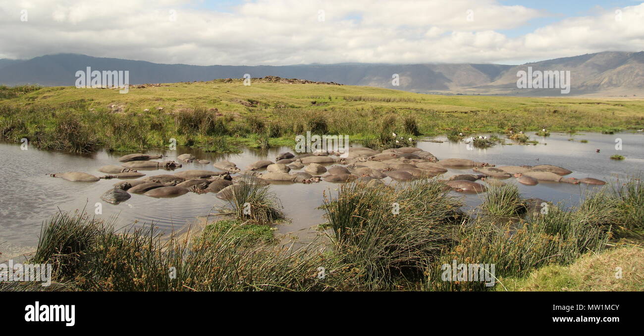 Gregge di ippopotamo nel fiume Foto Stock