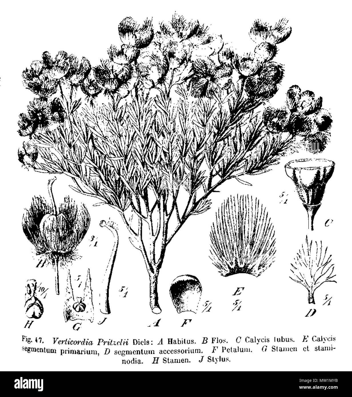 . Illustrazioni botaniche di Verticordia pritzelii, che mostra le caratteristiche di fiori, da . 1905. (L. Diels e E. Pritzel) Illustrator TBA 629 Verticordia Pritzel fig 47 (raccolto) Foto Stock