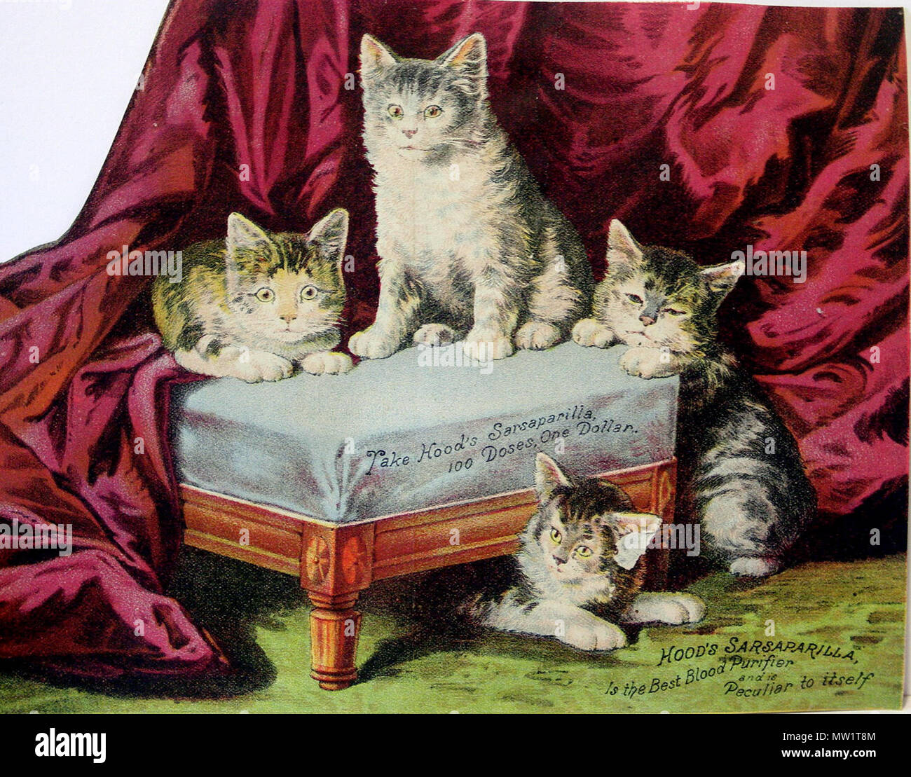 . Inglese: Quattro gatti su un banco con un drappo di porpora in background. La cartolina è un messaggio pubblicitario per il cofano la smilace. 1888. Il cofano è la smilace 283 Hood's annuncio Foto Stock