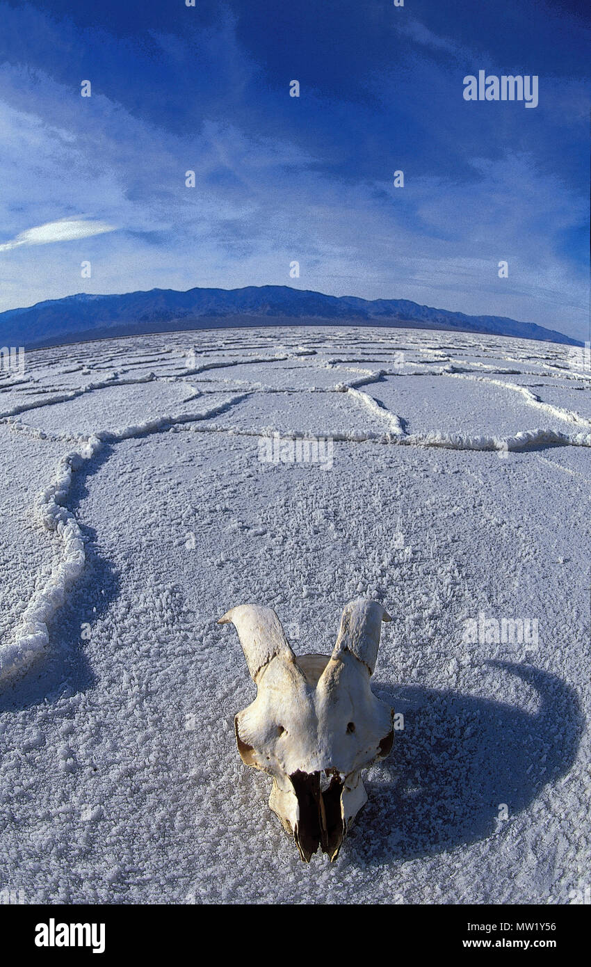 Parco Nazionale della Valle della Morte, saline nel bacino Badwater, capra il cranio con un obiettivo grandangolare, morte Vally, CA, Stati Uniti d'America Foto Stock