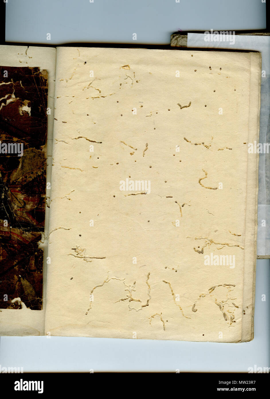 . Inglese: pagina vuota 13 rivolta verso l'immagine. Raccolta di Wittig, manoscritto-01, un arte giapponese di rottami prenota; identificati come contenenti (frammenti di) dipinti e stampe risalenti a circa il Sengoku attraverso periodi di Edo; articolo 00 del 13, che si trova sulla pagina 16, la foglia 08 (da destra a sinistra). 18?? O precedente (tutte le opere in questo scrapbook data da circa il Sengoku attraverso periodi di Edo). Sconosciuto 651 Wittig.Collection.manoscritto.01.japanese.art.scrapbook.image.13.pagina.16.leaf.08 Foto Stock