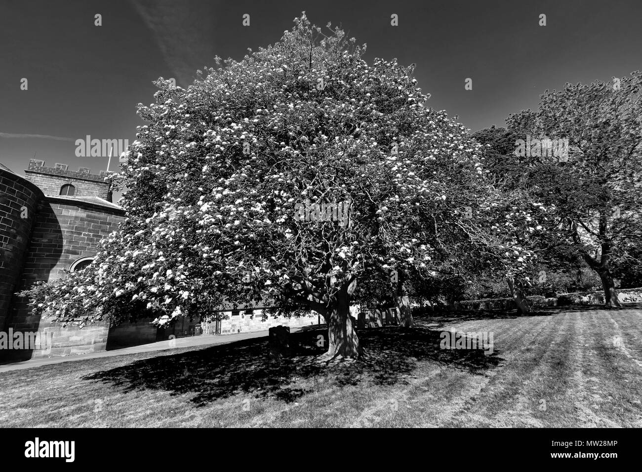 Cimitero di alberi e lapidi. Foto Stock