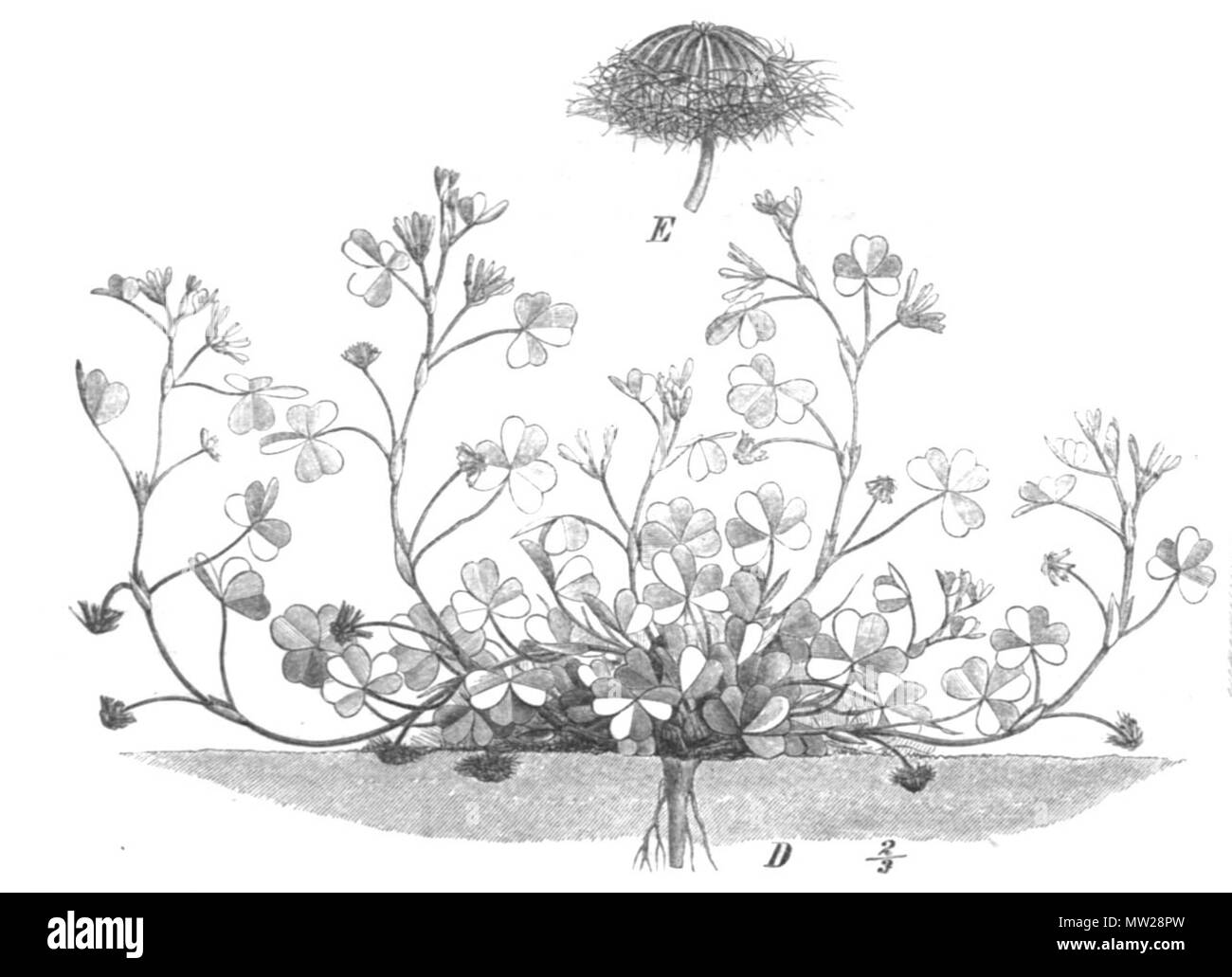 . Illustrazione dal libro . 1891. Paolo Hermann Wilhelm Taubert (1862-1897) 615 Trifolium subterraneum Taub113c Foto Stock