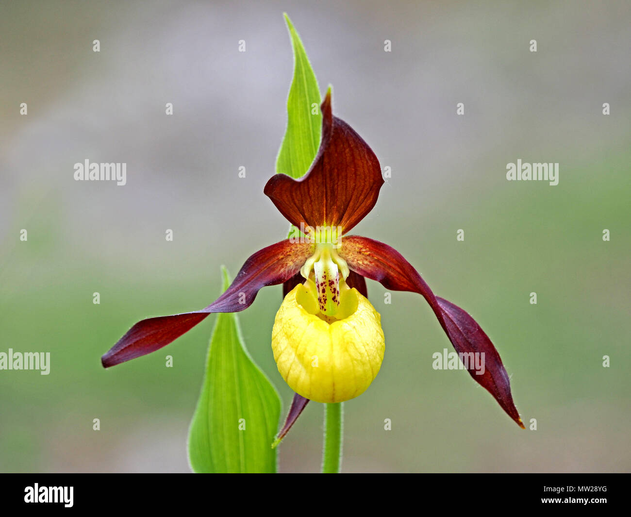 Fioritura varietà di orchidee viola (Cypripedium Calceolus) a riserva in Inghilterra del Nord dopo il successo di re-introduzione progetto Foto Stock