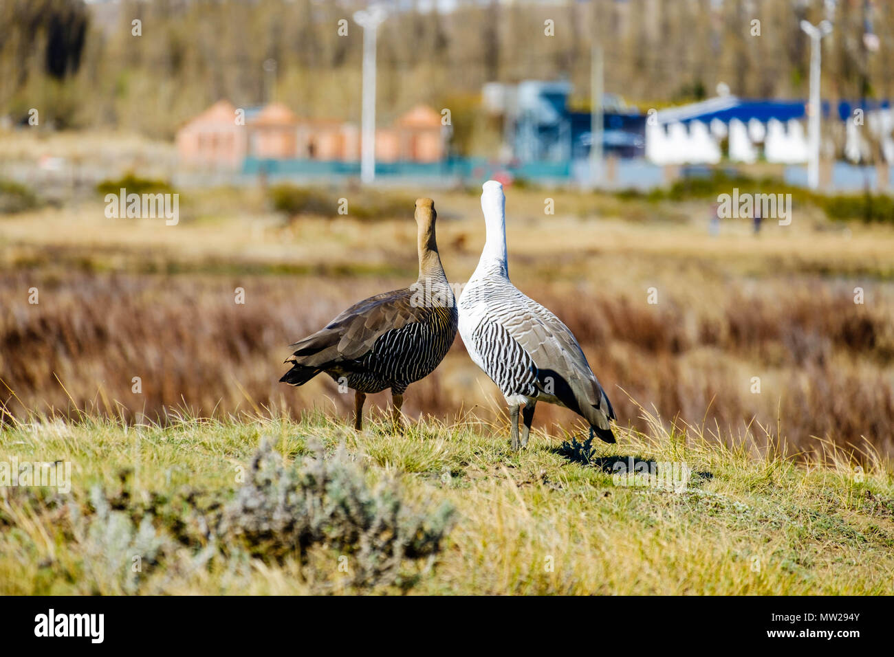 Un paio di oche montane, anche detto Magellan oche, sembra essere guardando la distanza nella Laguna Nimez, El Calafate, sud dell Argentina. Foto Stock