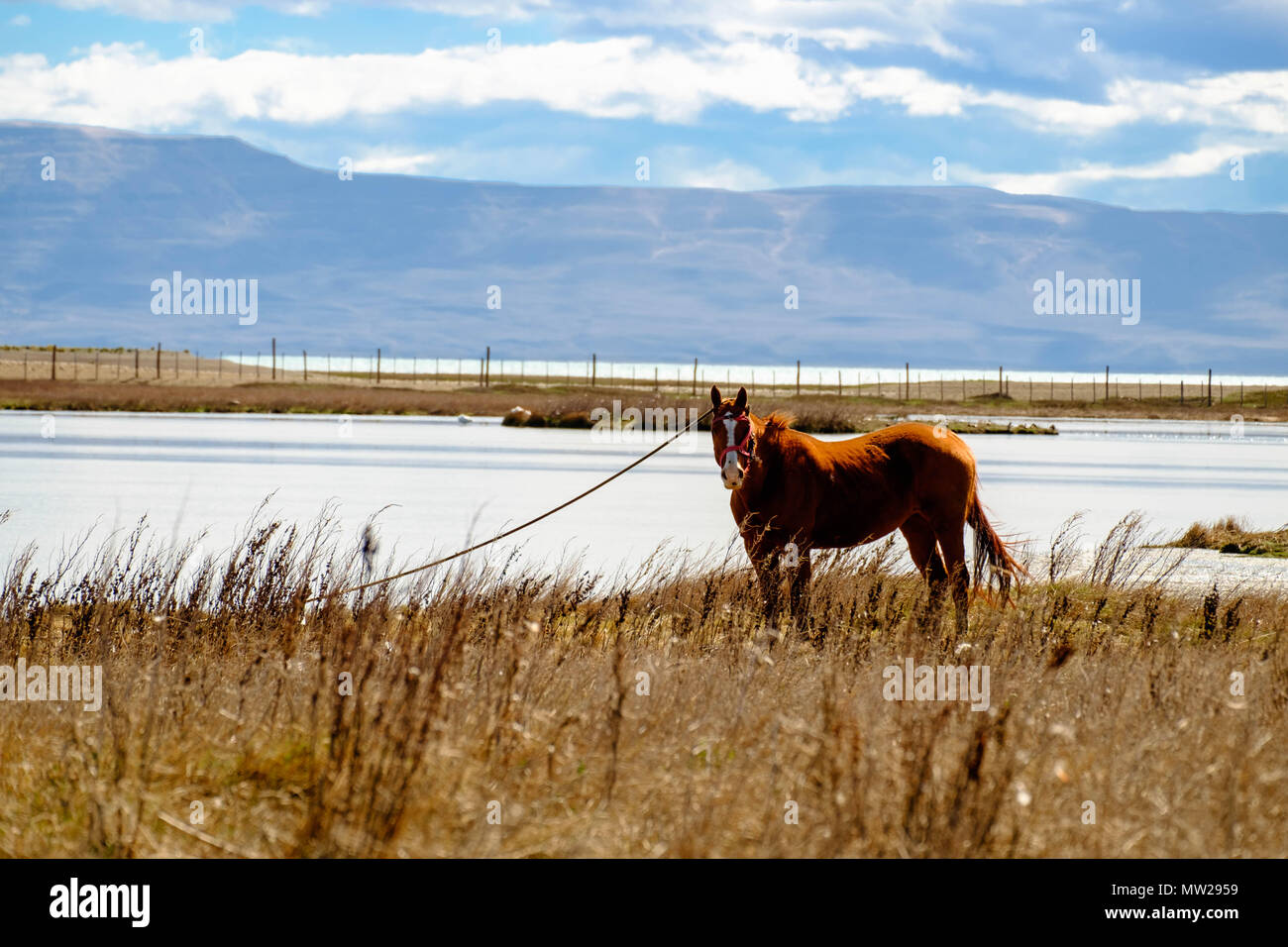 In Laguna Nimez in El Calafate, sud dell Argentina, i cavalli sono utilizzati per il pascolo del terreno. Sullo sfondo, è possibile vedere il Lago Argentino. Foto Stock