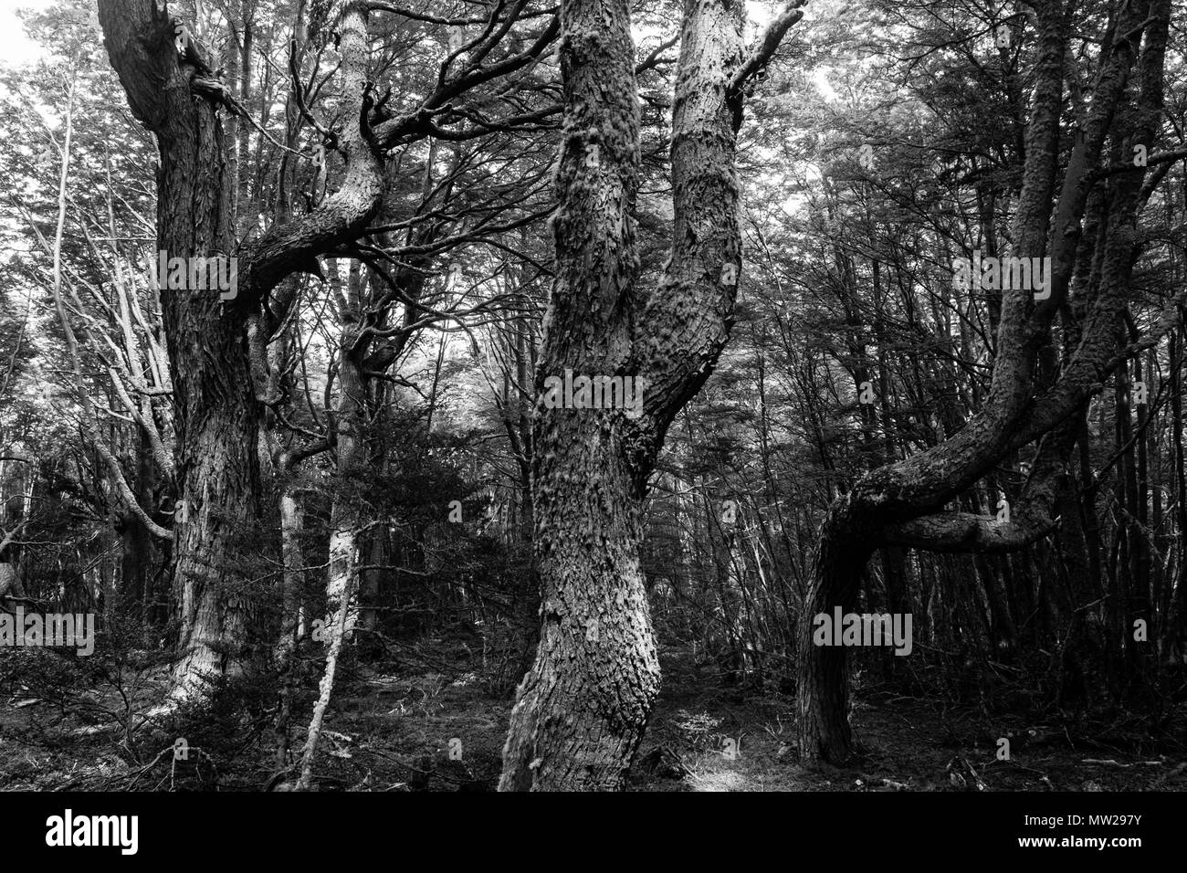 La lenga foreste su arti marziali montagne vicino Ushuaia garanzia misterioso esperienze con strane alberi come se provengono da favole. Foto Stock