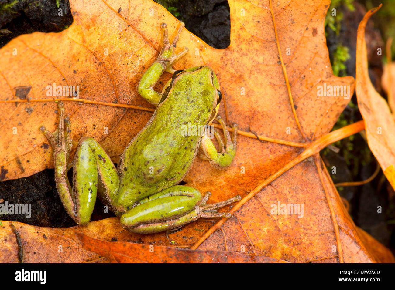 Pacific raganella (Pseudacris regilla), Nisqually National Wildlife Refuge, Washington Foto Stock