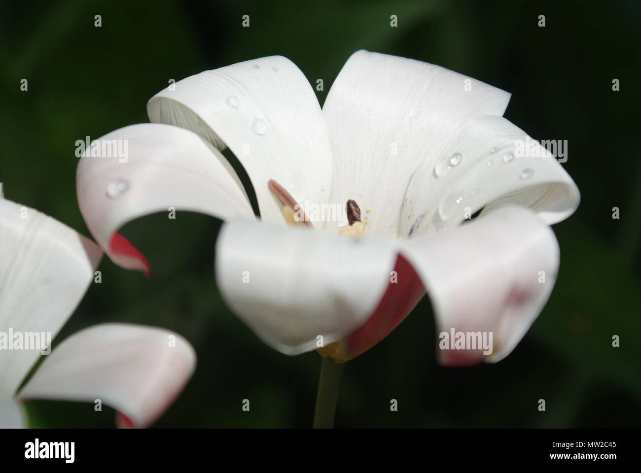 Primo piano di un bianco e fiore rosa su sfondo nero. Foto Stock