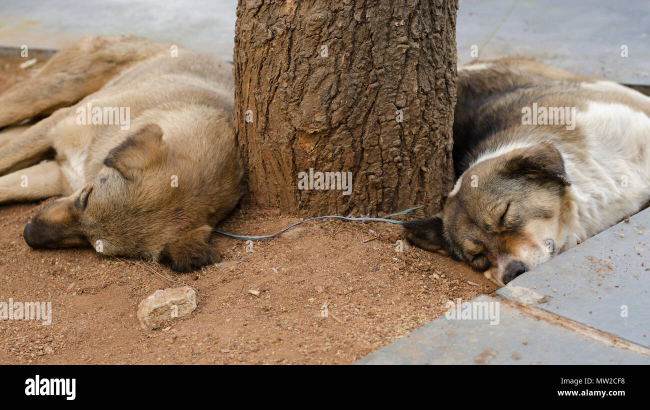 Un paio di indiani cani randagi dormendo sotto l'ombra di un albero durante una calda giornata estiva. Foto Stock