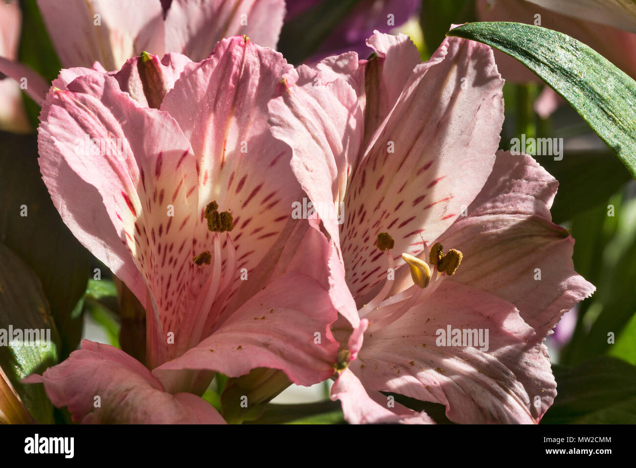 Rosa luminoso alstroemeria, fiore display. Messa a fuoco macro impilati. Foto Stock