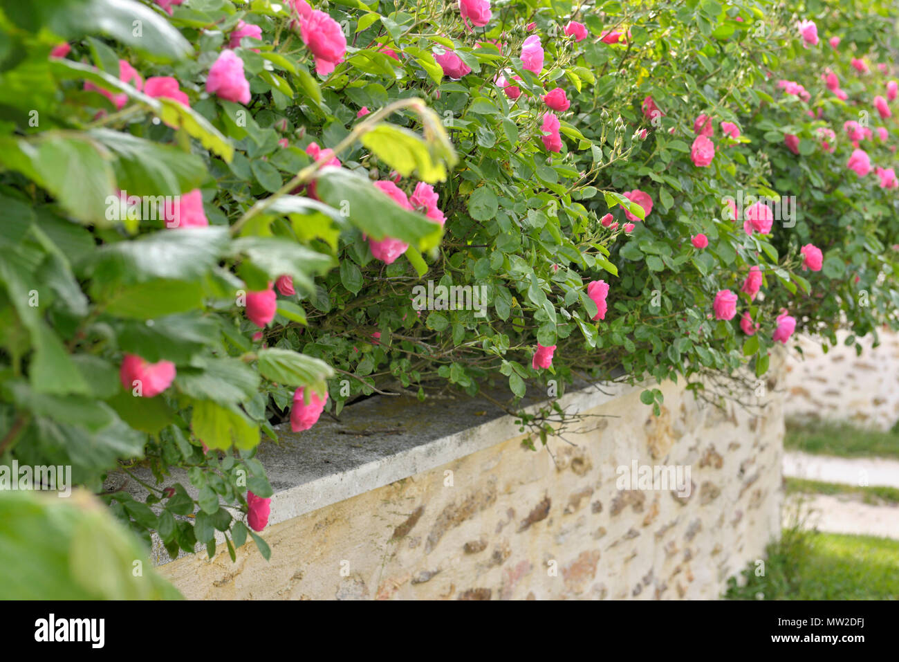 Bella rosa rosa bush abose fioritura e un basso muro di un giardino Foto Stock