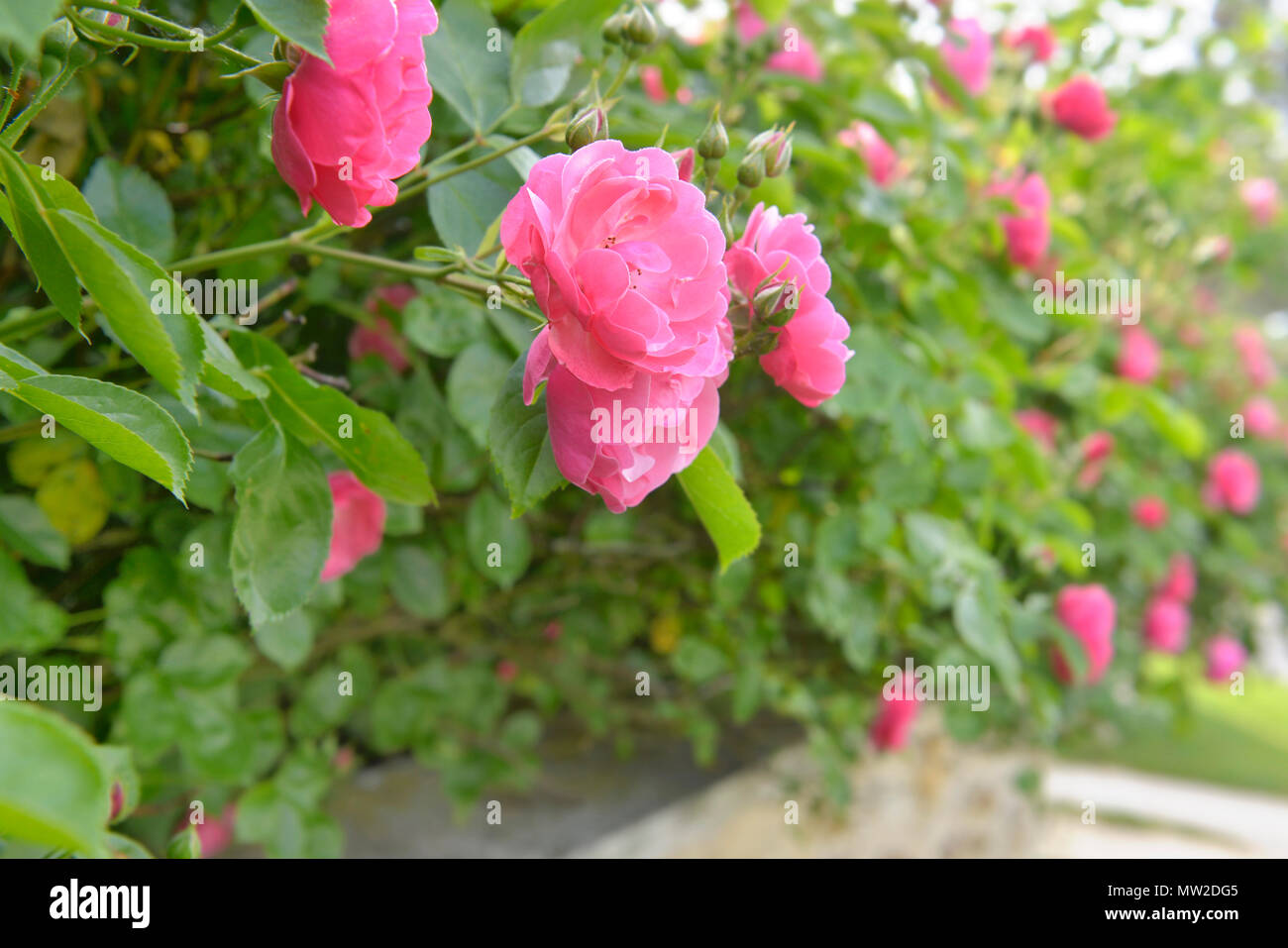 Bella rosa rosa bush abose fioritura e un basso muro di un giardino Foto Stock