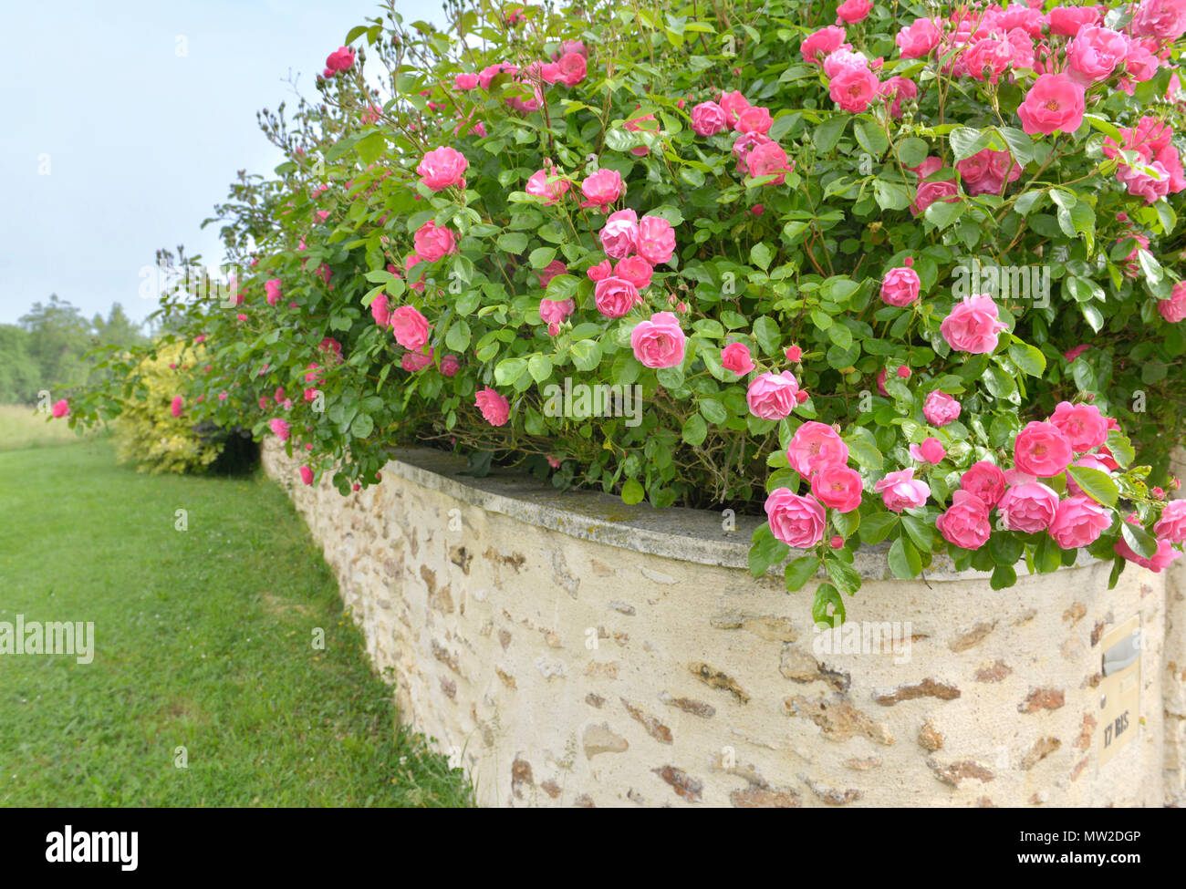 Bella rosa rosa bush abose fioritura e un basso muro di un giardino Foto Stock