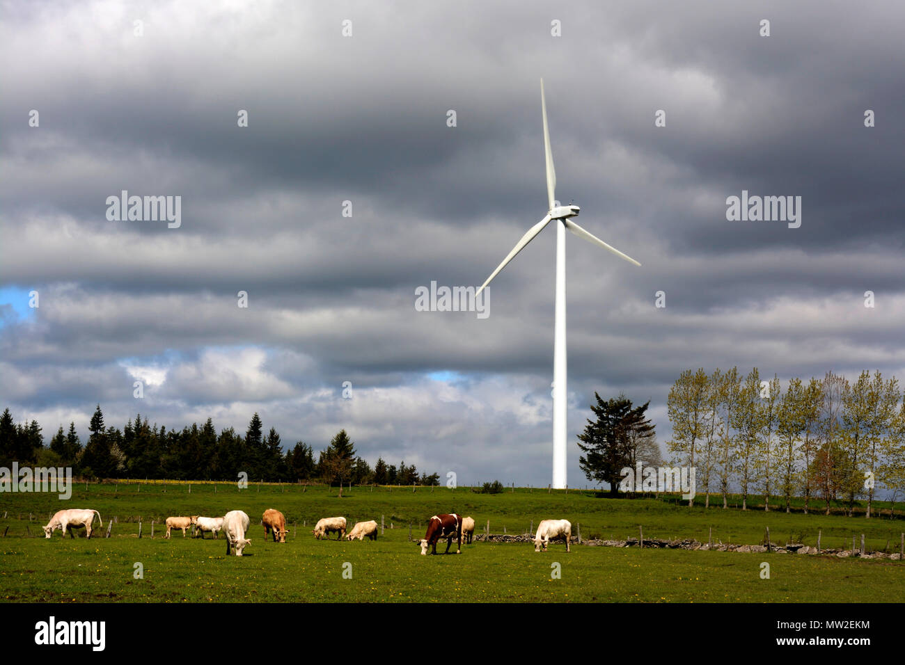 Latte di mucca e di turbine eoliche . Mercoeur alleato per centrali eoliche. Haute Loire. Auvergne. Francia Foto Stock