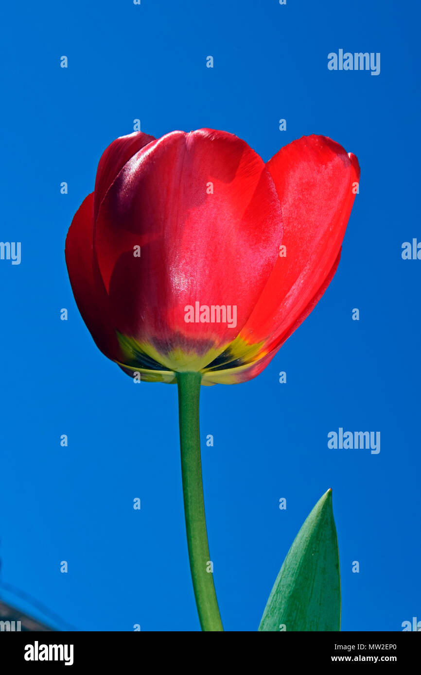 Prospettiva di terra di un rosso tulip contro il cielo blu Foto Stock