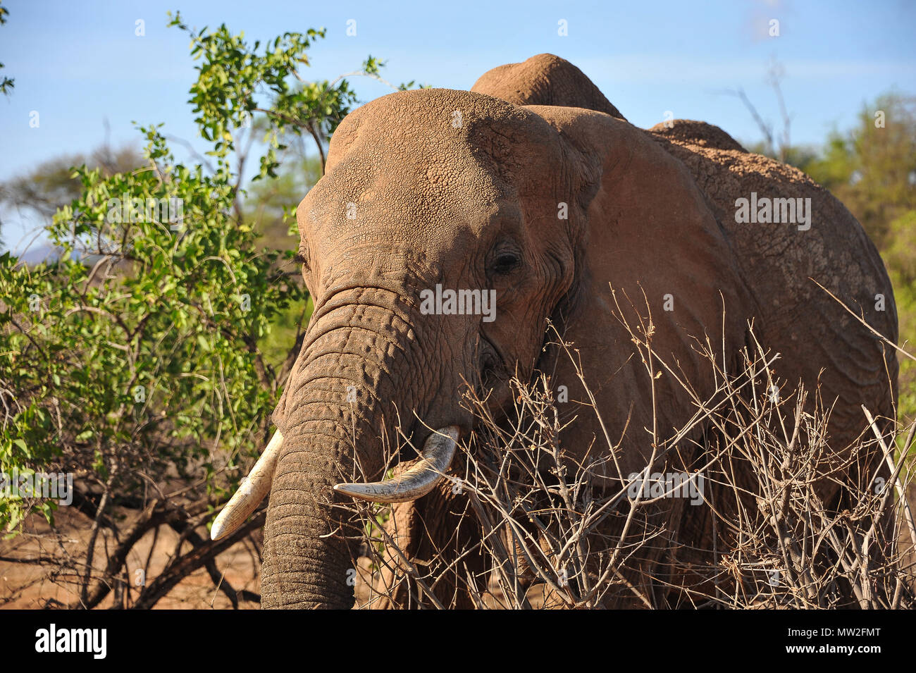 Grande boccola maschio elephant (Loxodonto africana) a distanza ravvicinata, dopo aver preso il suo mattina bagno di fango. Nella foto nel Samburu National Park, Kenya Foto Stock