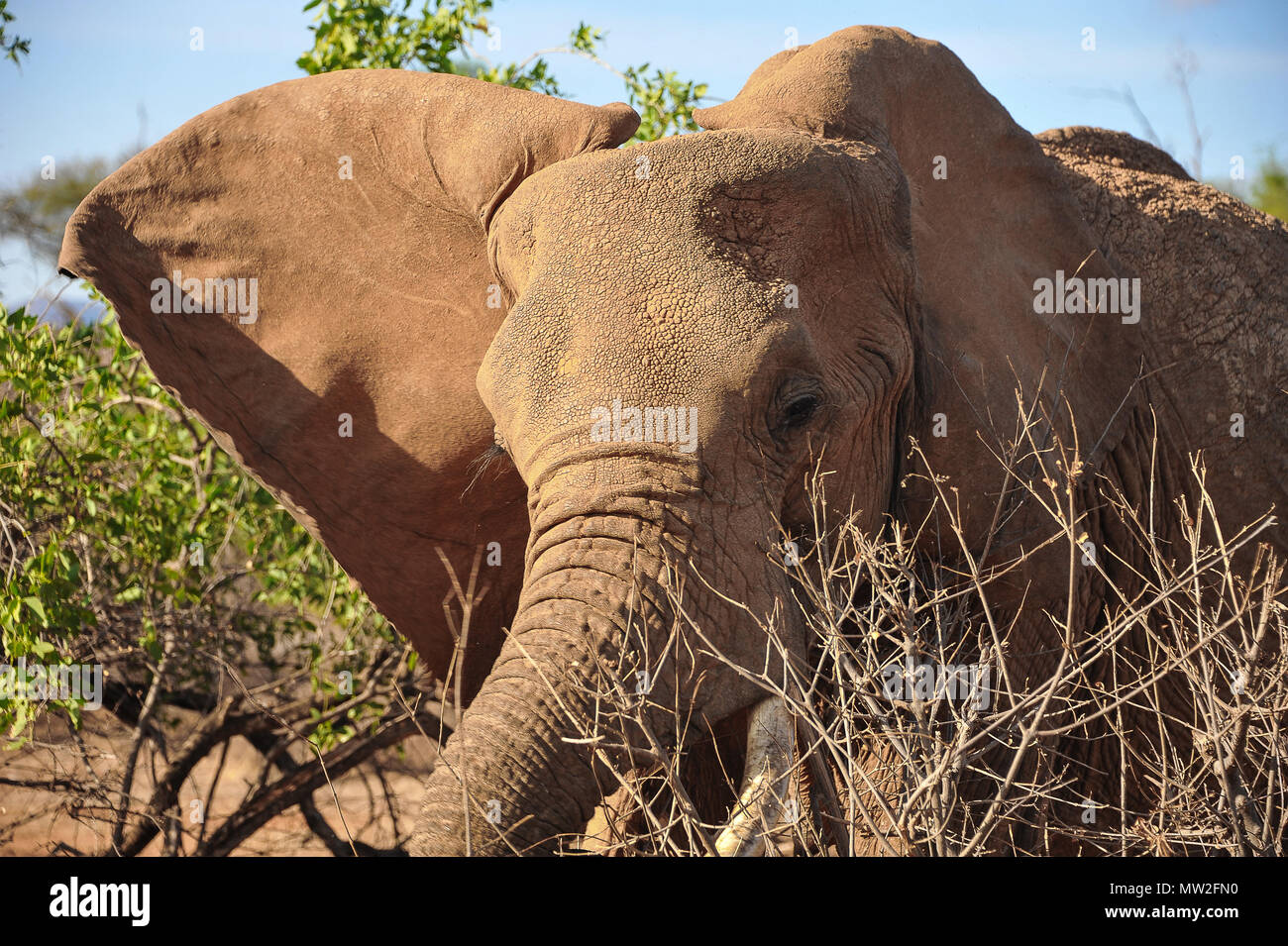 Grande boccola maschio elephant (Loxodonto africana) a distanza ravvicinata, dopo aver preso il suo mattina bagno di fango. Nella foto nel Samburu National Park, Kenya Foto Stock
