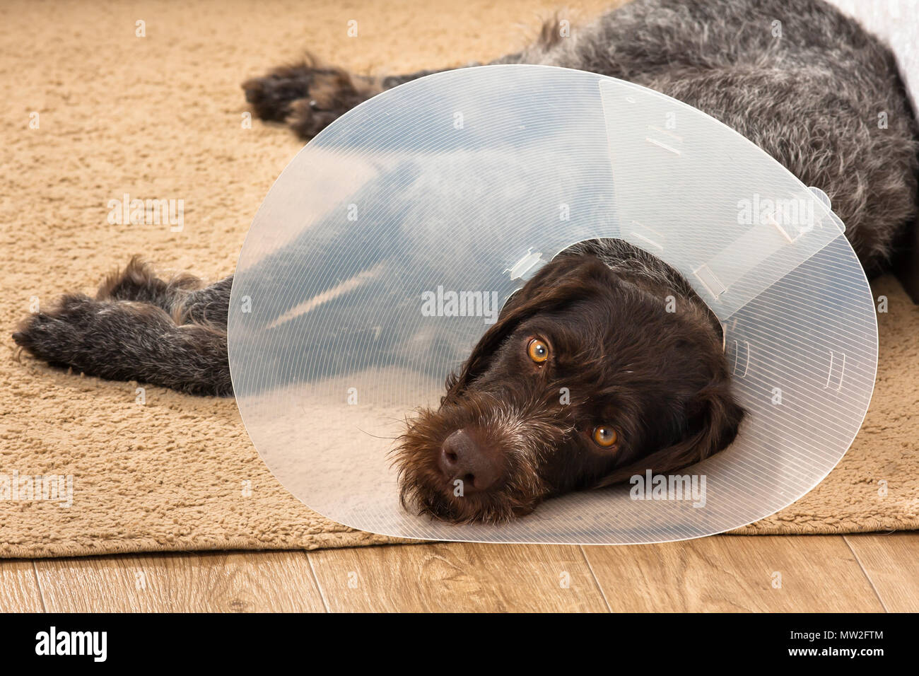 Triste cane con plastica elizabethan (buster) collare Foto Stock