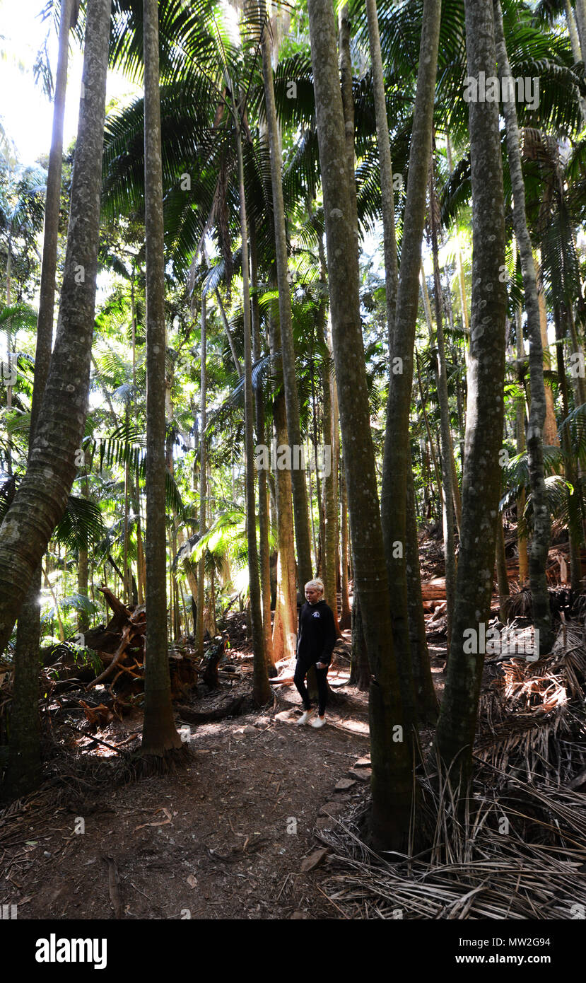 La natura a piedi in Tamborine parco nazionale. Foto Stock