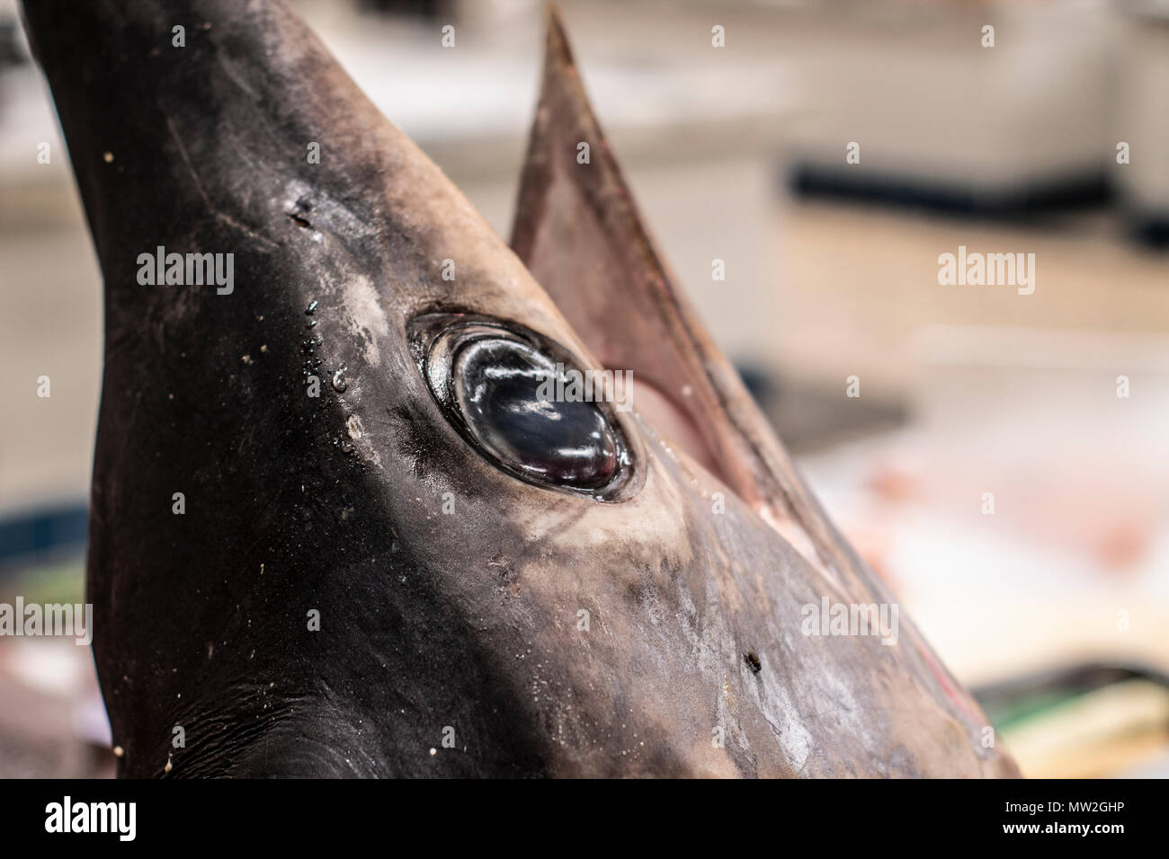 Mercato del Pesce, la testa del pesce spada fresco Foto Stock