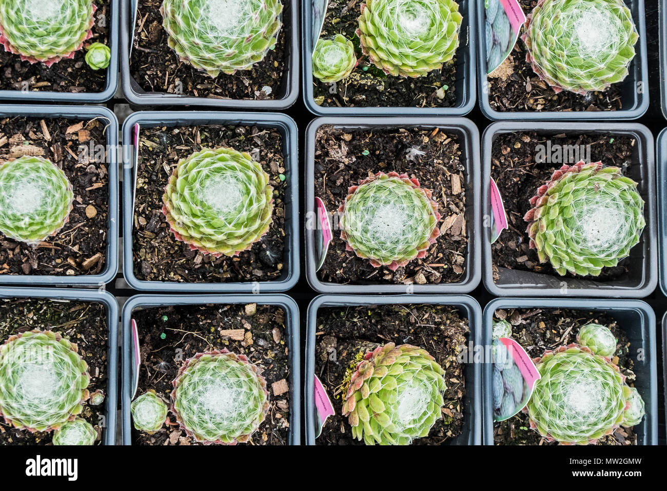 Pentole di Sempervivum arachnoideum ragnatela house il porro in vendita in un centro giardino vivaio. Foto Stock Pentole di Sempervivum arachnoideum ragnatela house il porro in vendita in un centro giardino vivaio. Foto Stock