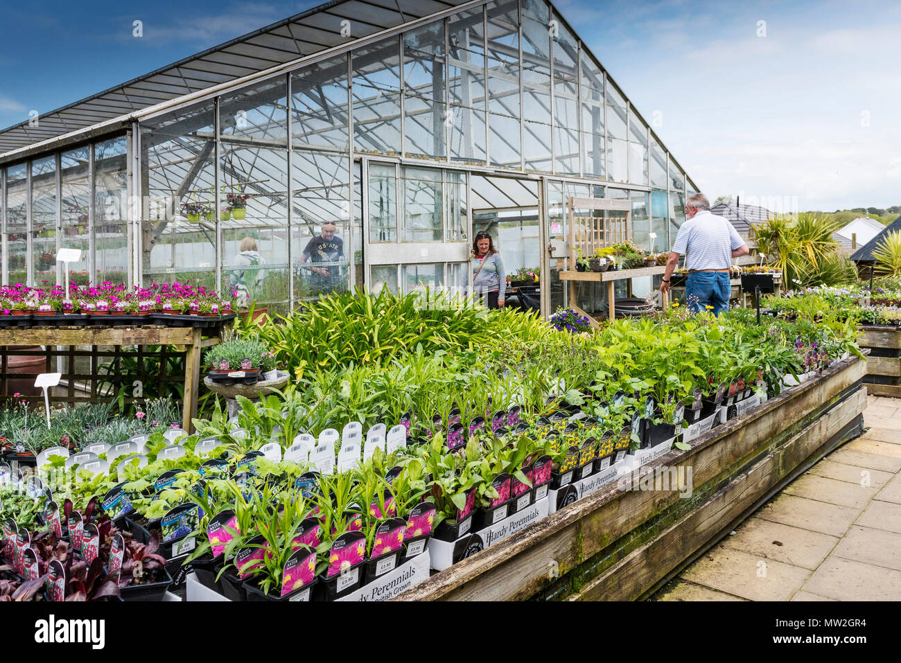 Impianti per la vendita in un garden center nel Regno Unito. Foto Stock