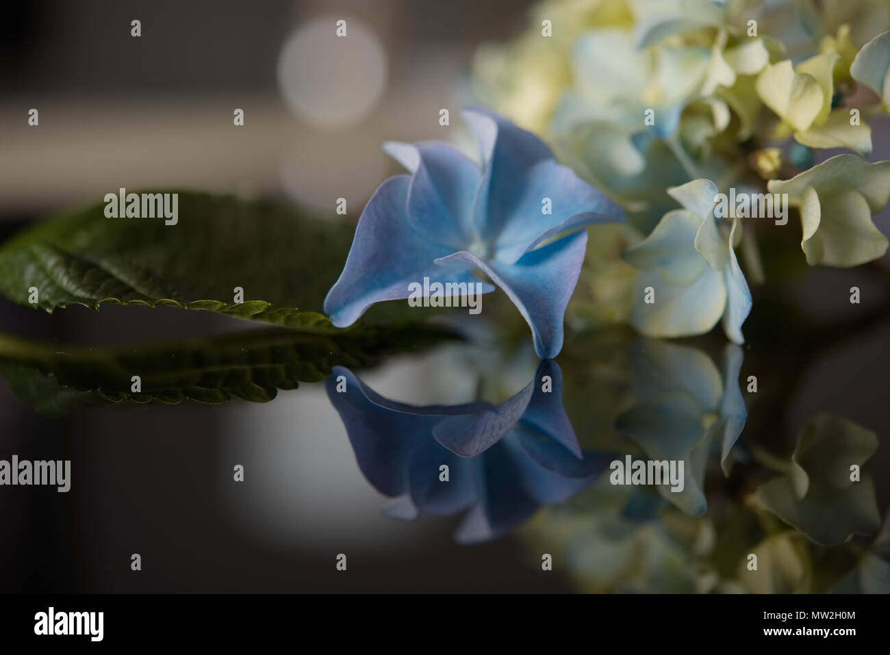 La fotografia di close-up di fiori blu di ortensie, mettere su un vassoio di vetro nero. Riflessioni Foto Stock