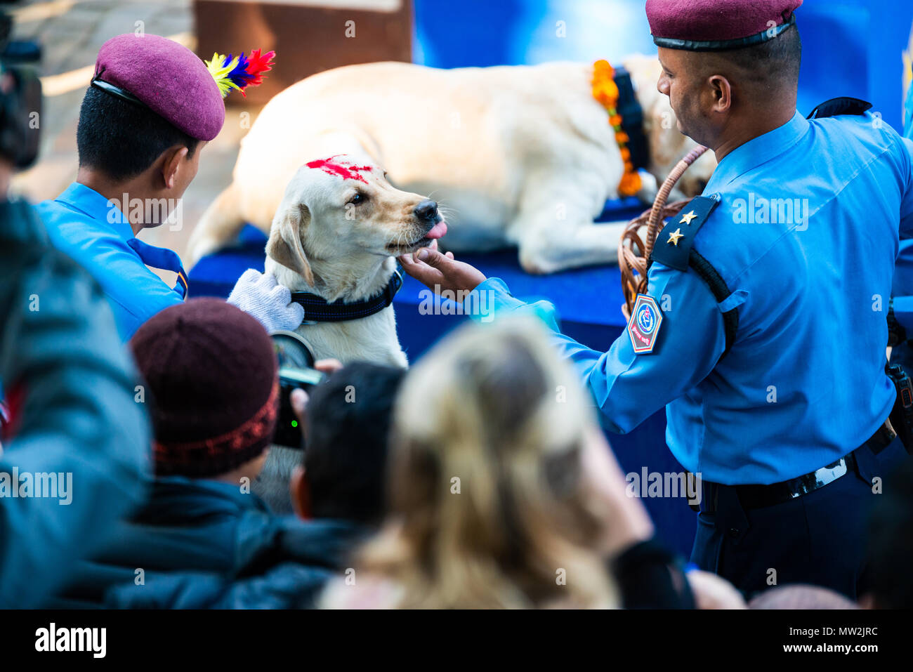 KATHMANDU, NEPAL - Ottobre 29, 2016: polizia nepalese celebra Kukur Tihar è (cane festival) alla centrale di polizia di addestramento del cane scuola. Foto Stock