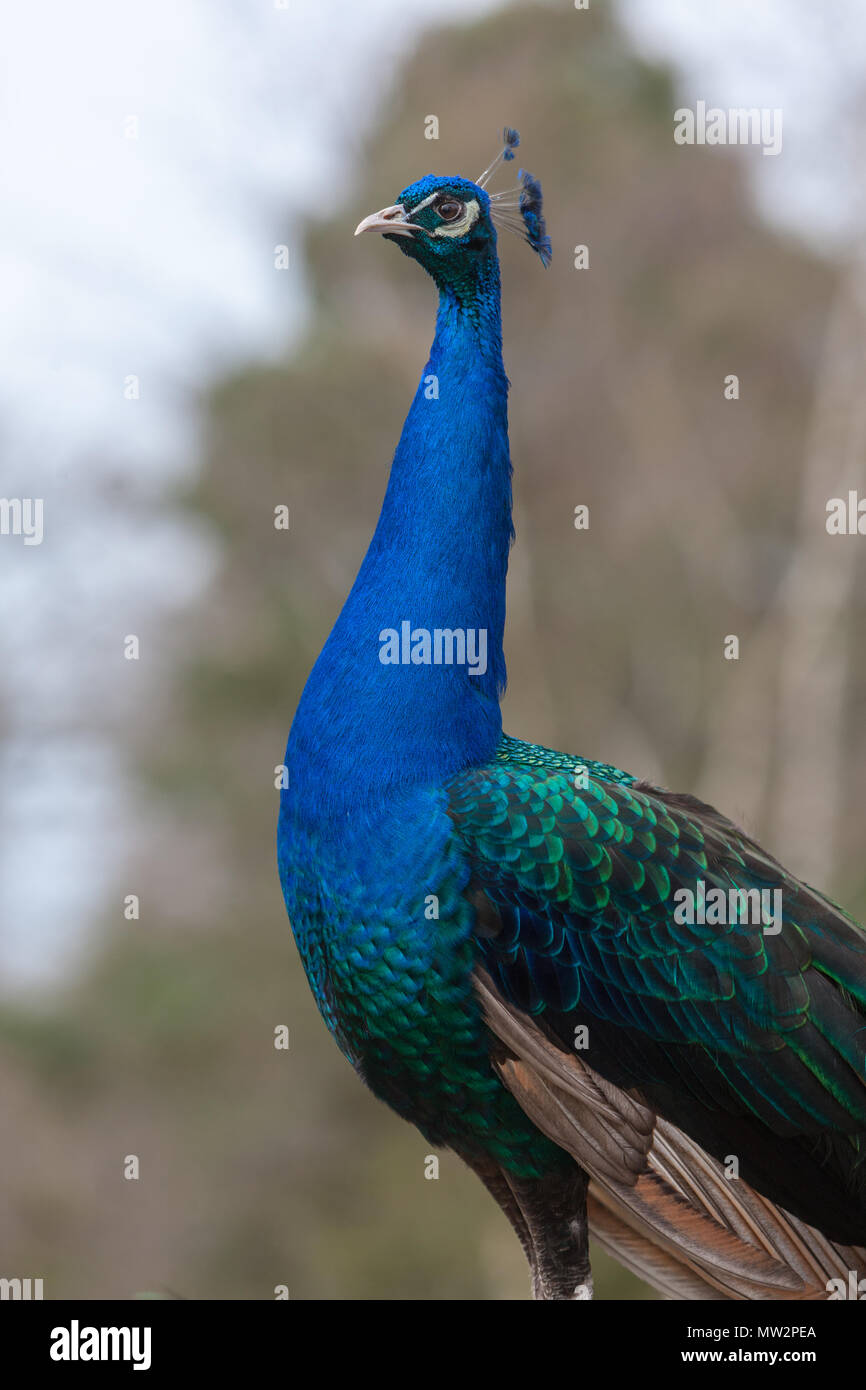 Peacock, Påfågel (Pavo cristatus) Foto Stock