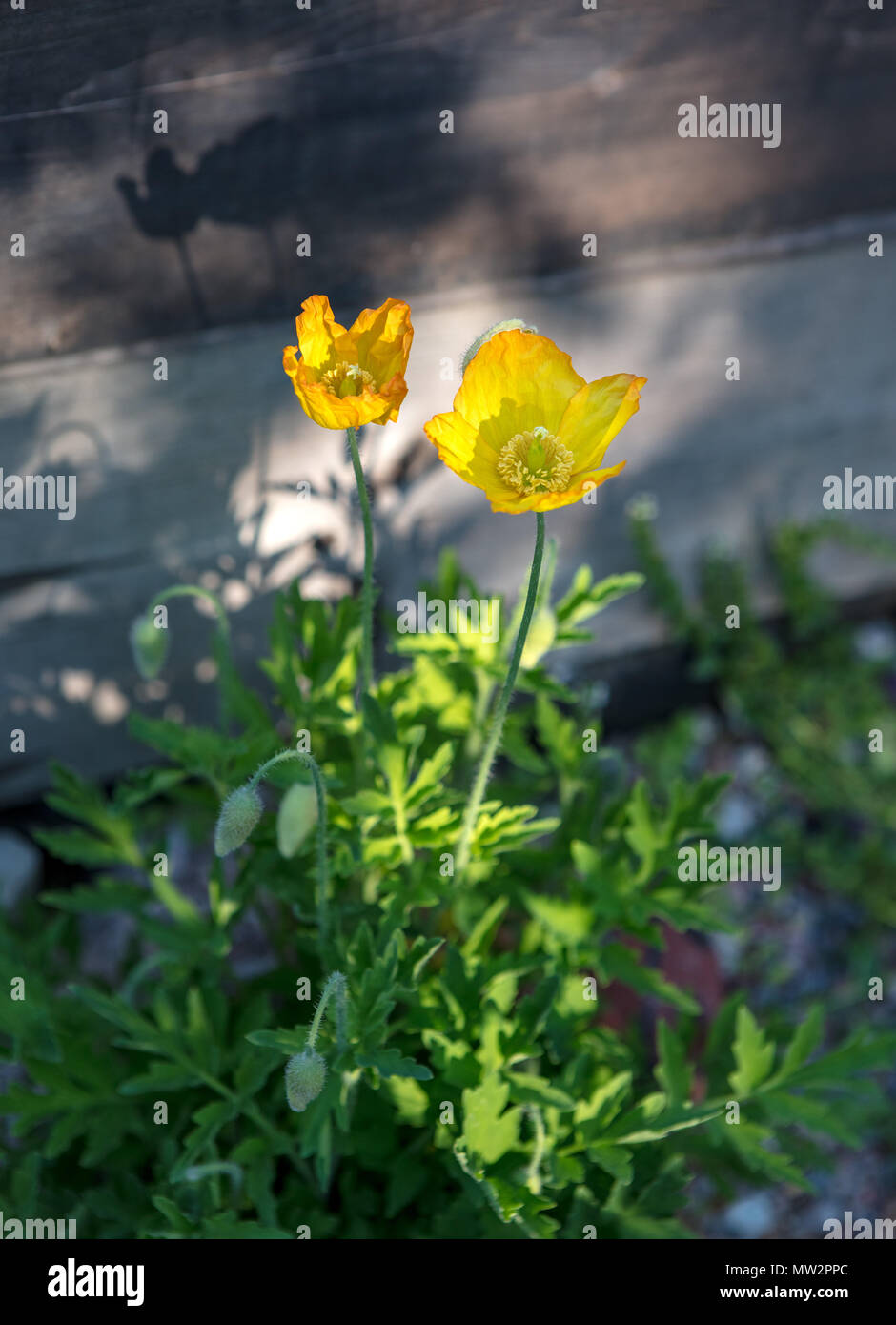 Welsh papavero, Engelsk vallmo (Meconopsis cambrica) Foto Stock