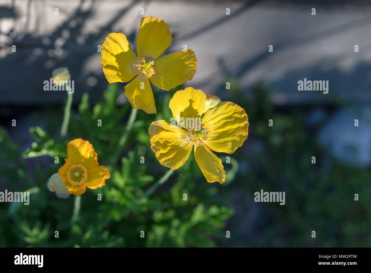 Welsh papavero, Engelsk vallmo (Meconopsis cambrica) Foto Stock