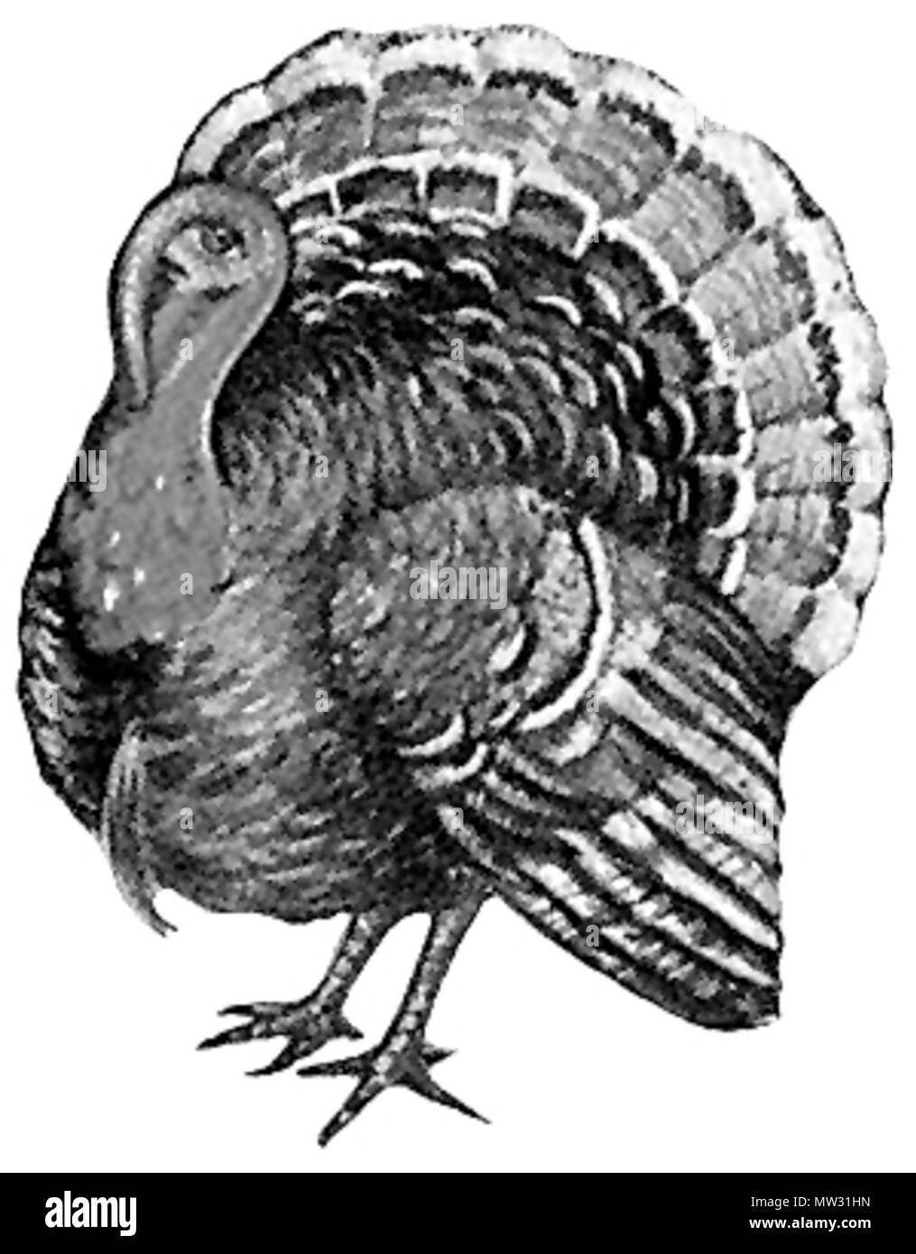 . Inglese: Turchia bird (nazionale) Meleagris gallopavo - disegno . circa 1880. Cartolina di antiquariato - artista sconosciuto 617 Turchia (uccello) - B&amp;W disegno Foto Stock
