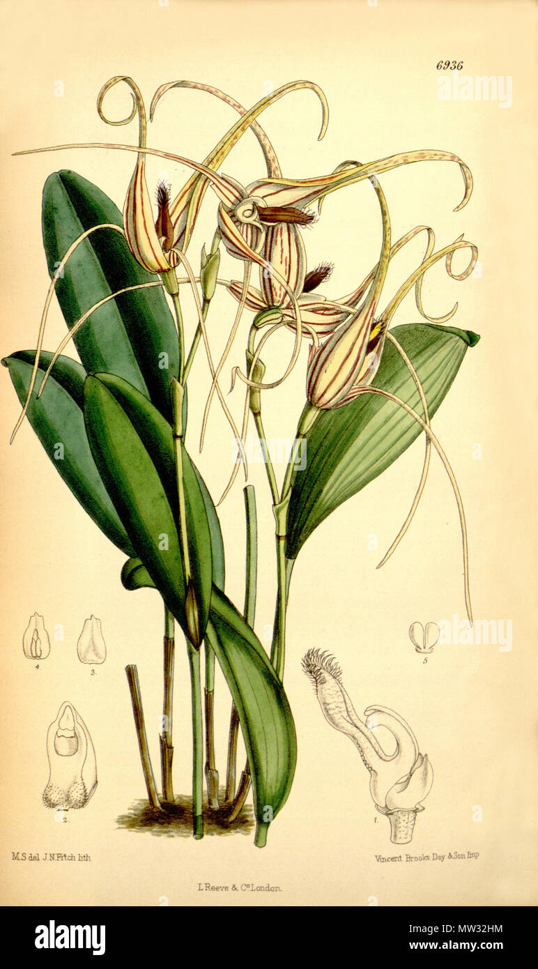 . Illustrazione di Pleurothallis glossopogon (come syn. Pleurothallis insignis) . 1887. M. S. del. ( = Matilda Smith, 1854-1926), J. N. Fitch lith. ( = John Nugent Fitch, 1840-1927) . Descrizione da Joseph Dalton Hooker (1817-1911) 489 Pleurothallis glossopogon (come Pleurothallis insignis) - Curtis' 113 (Ser. 3 no. 43) pl. 6936 (1887) Foto Stock