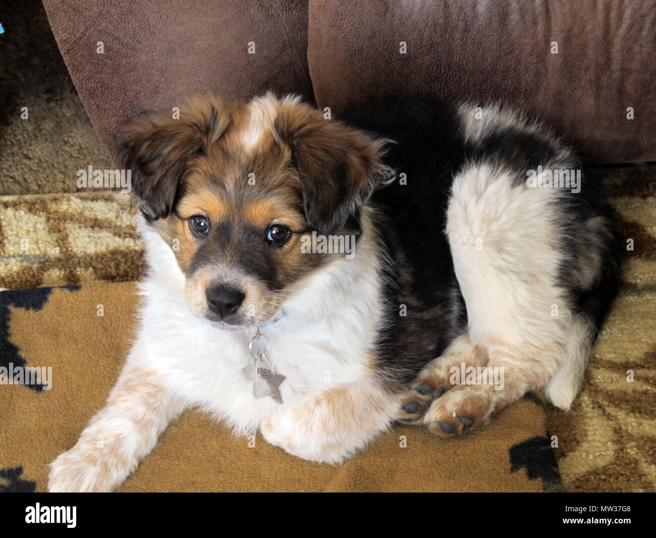 Bright Eyed Tri-colour Mini Aussie Puppy ritratto sul tappeto Foto Stock