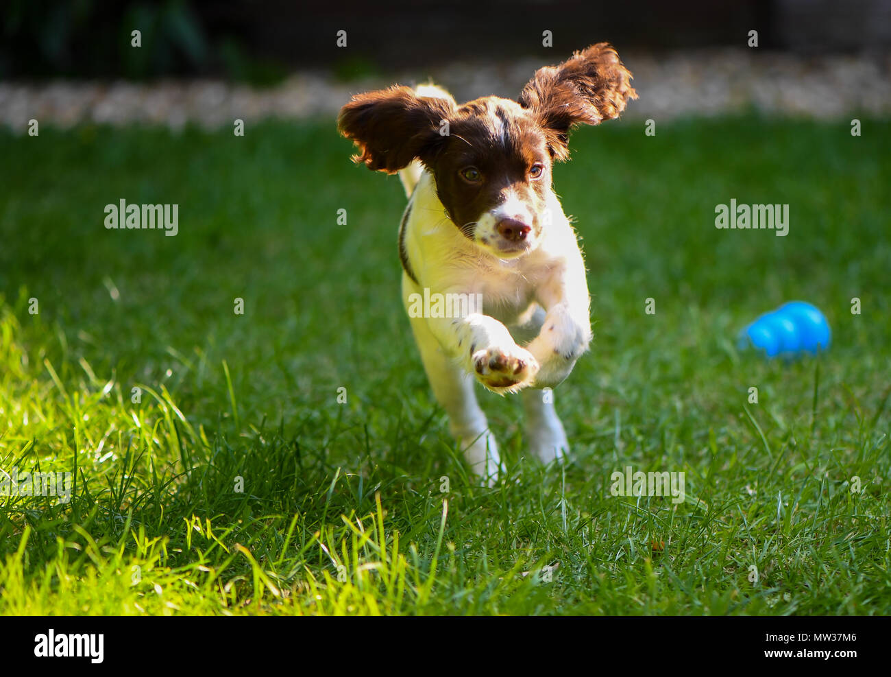 Un cucciolo English Springer spaniel corre e salta a giocare in giardino con i suoi orecchi sbattimenti. Foto Stock